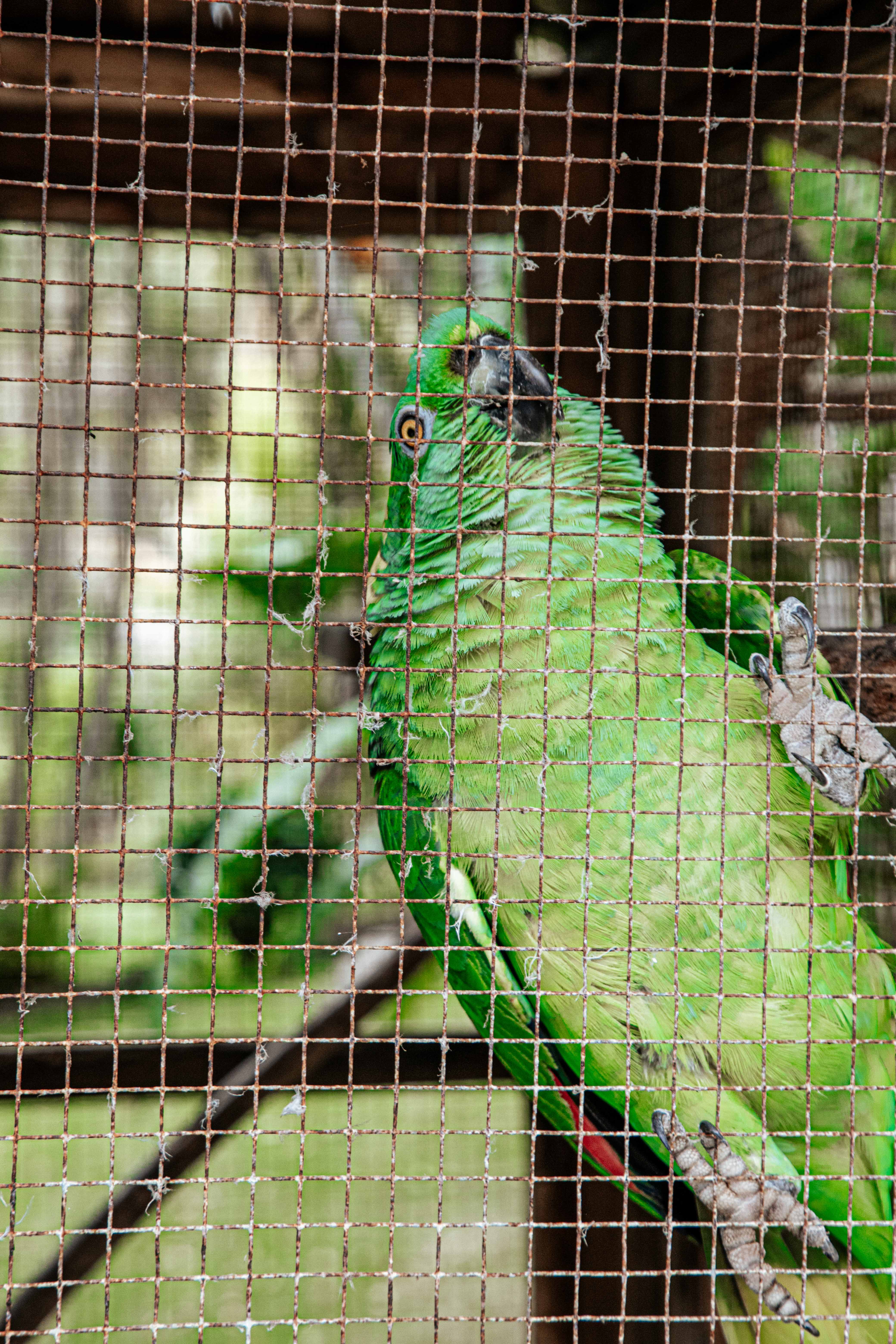 Tropical bird at Mi Sueño